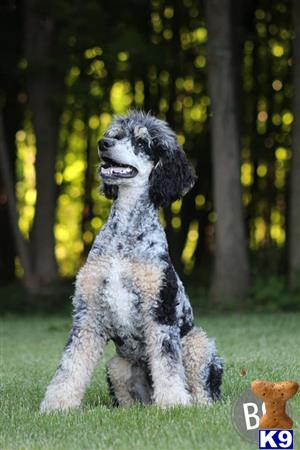 a poodle dog sitting in the grass