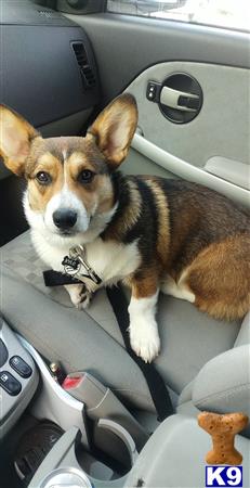 a pembroke welsh corgi dog sitting in a car