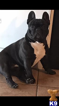 a black french bulldog dog with a white and brown french bulldog dog face