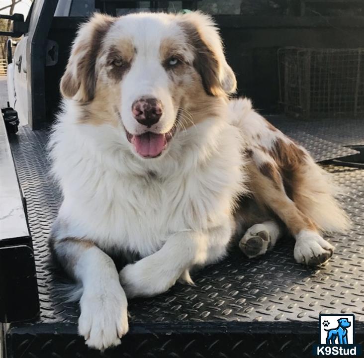 a australian shepherd dog lying on the ground