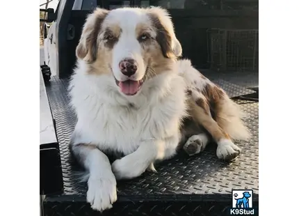 a australian shepherd dog lying on the ground