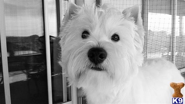 a white west highland white terrier dog looking out a window