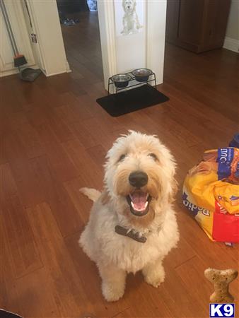 a goldendoodles dog sitting on the floor
