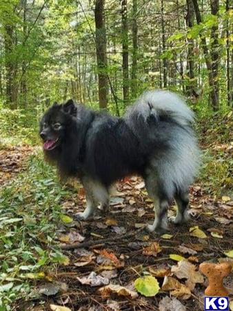 a keeshond dog standing in a forest