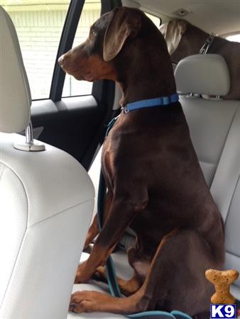 a doberman pinscher dog sitting in a car