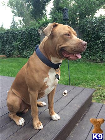 a american pit bull dog sitting on a bench