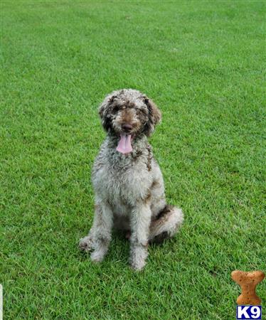 a labradoodle dog sitting on grass