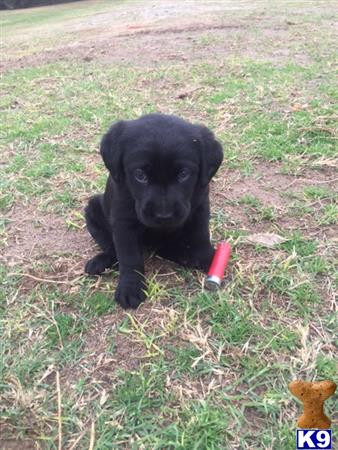 a small black labrador retriever puppy