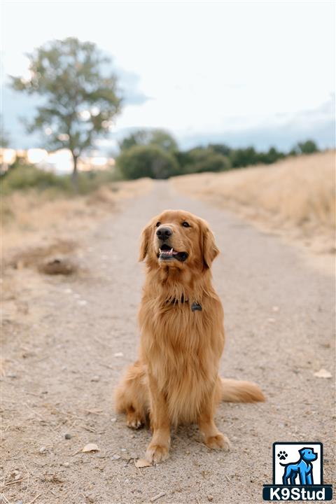 a golden retriever dog sitting on a dirt road