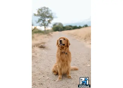 a golden retriever dog sitting on a dirt road