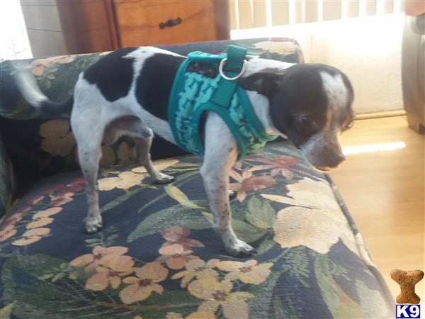 a chihuahua dog wearing a garment