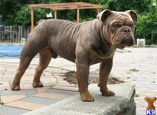 a large old english bulldog dog standing on a sidewalk