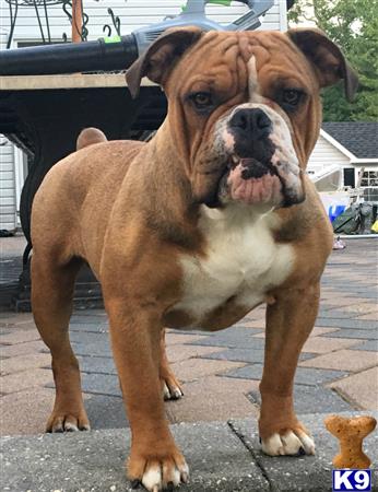 a old english bulldog dog standing on a sidewalk