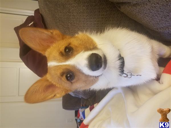 a pembroke welsh corgi dog wearing a hat