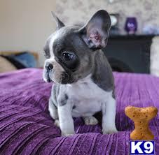 a small french bulldog dog on a purple blanket