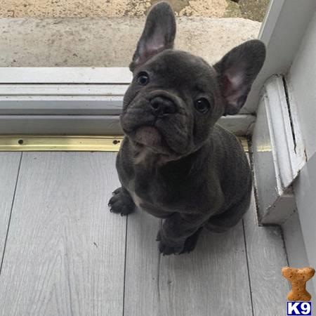 a french bulldog dog looking out a window