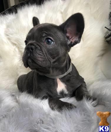 a small black french bulldog dog