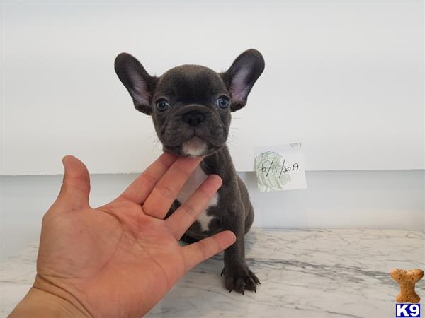 a hand holding a small black french bulldog dog