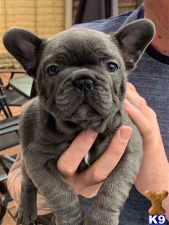 French Bulldog Puppy for Sale: Casanova french bulldog for sale