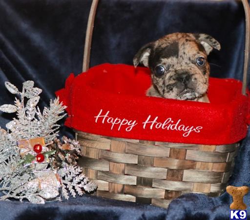 a french bulldog dog in a red box