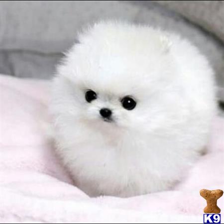 a white fluffy pomeranian dog