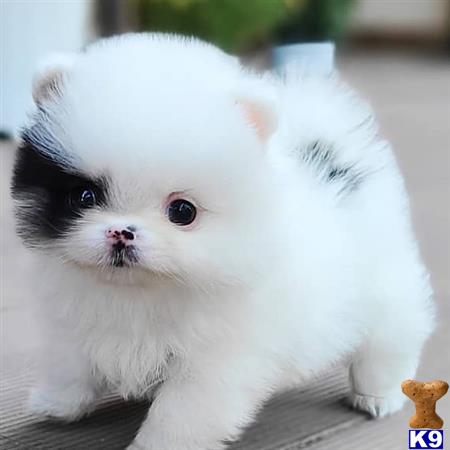 a small white pomeranian puppy