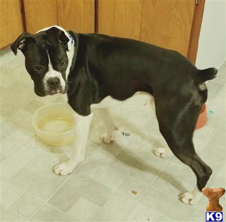 a black and white boxer dog