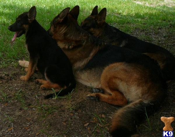 a group of german shepherd dogs lying on the ground