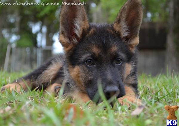 a small german shepherd dog lying in the grass