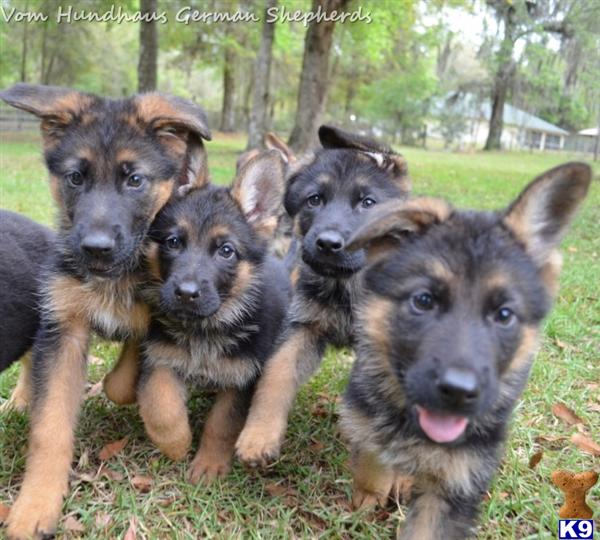 a group of german shepherd puppies