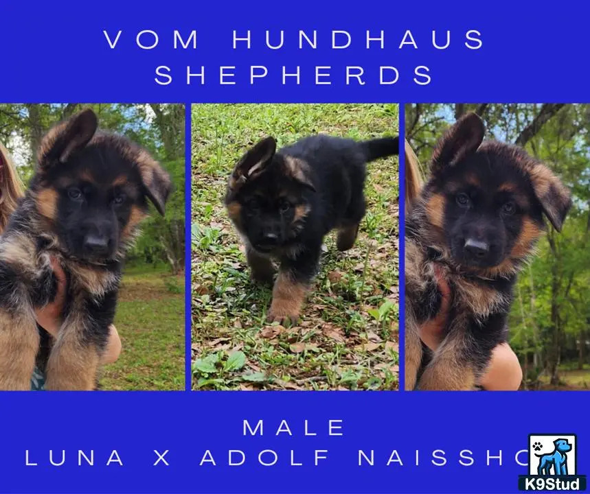 a collage of a german shepherd dog