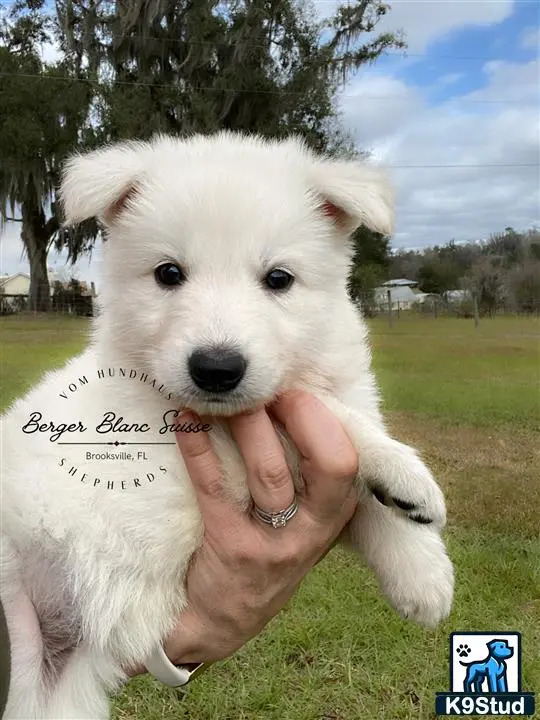 a person holding a white swiss shepherd dog
