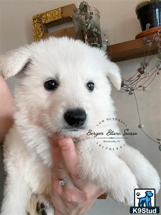 a person holding a white swiss shepherd dog