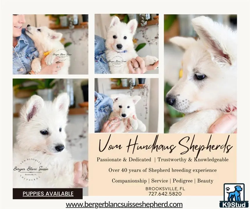 a collage of a white swiss shepherd dog