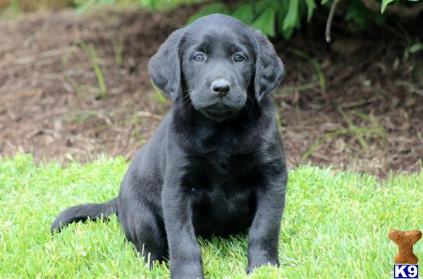 Labrador Retriever Puppy for Sale: Heaven - Black Lab Female 7 Years old