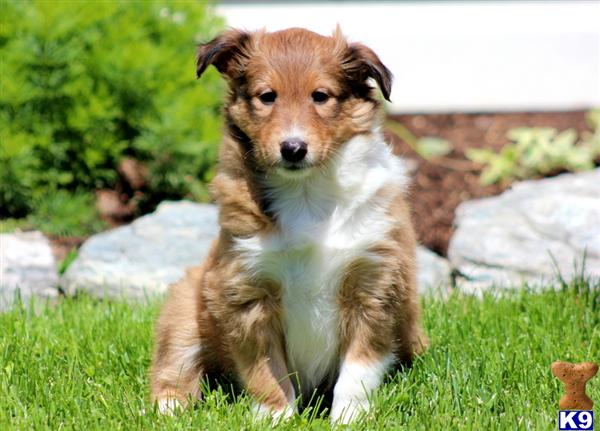 Shetland Sheepdog Puppy for Sale: Mitsi - Sheltie female 10 Years old