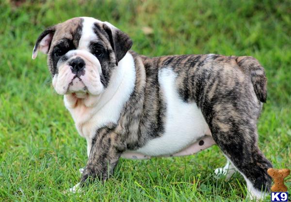 English Bulldog Puppy for Sale: Zoey - English Bulldog Female 10 Years old