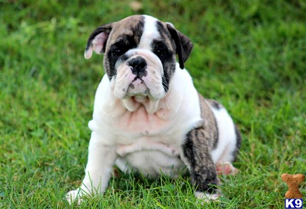 English Bulldog Puppy for Sale: Zoey - English Bulldog Female 10 Years old