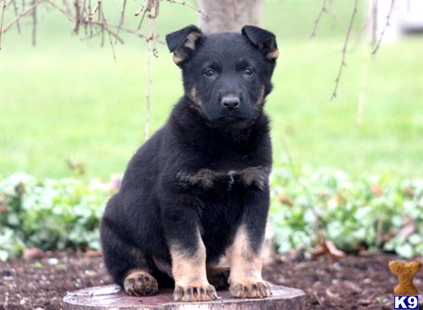 German Shepherd Puppy for Sale: King - German Shepherd Male 10 Years old