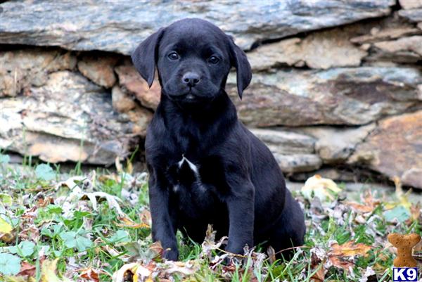 Apple - Boxador Female