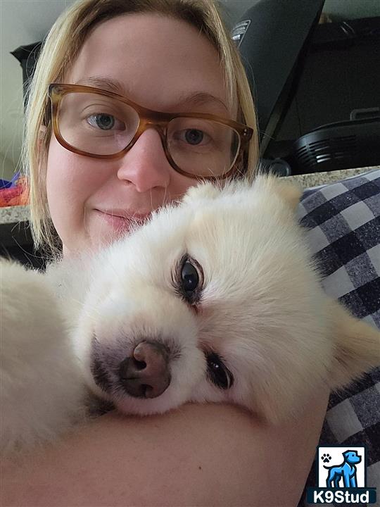 a person taking a selfie with a pomeranian dog