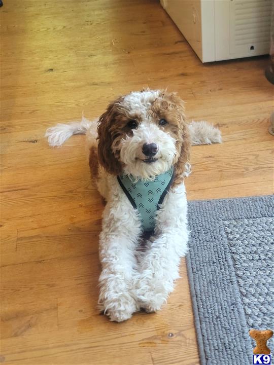 a goldendoodles dog wearing a bandana