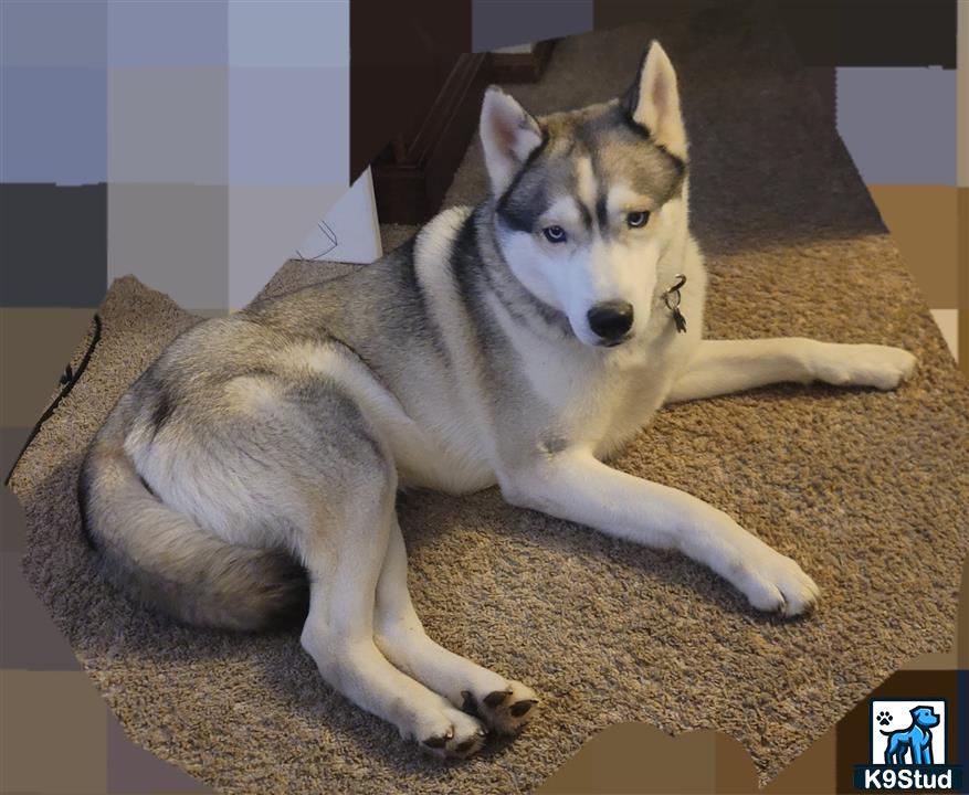 a siberian husky dog lying on the floor