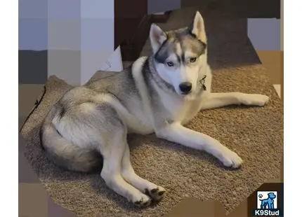 a siberian husky dog lying on the floor