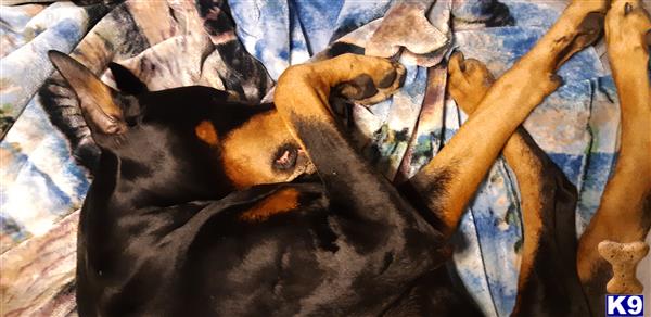 a doberman pinscher dog lying on a blanket