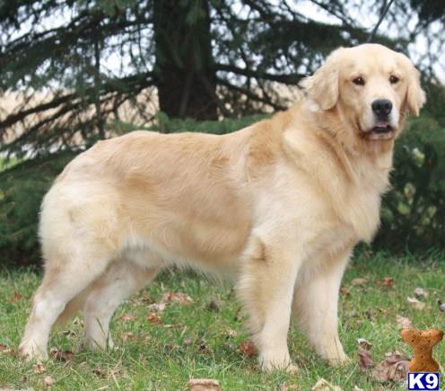 a golden retriever dog standing in a grassy area