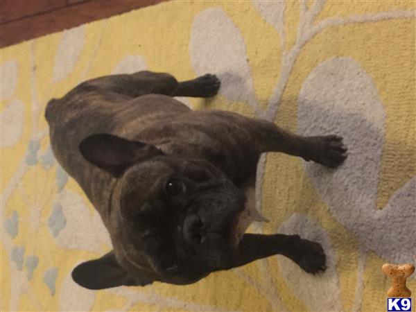 a french bulldog dog lying on a blanket