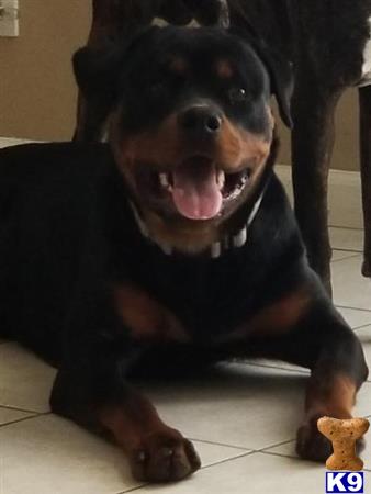 a rottweiler dog wearing a garment