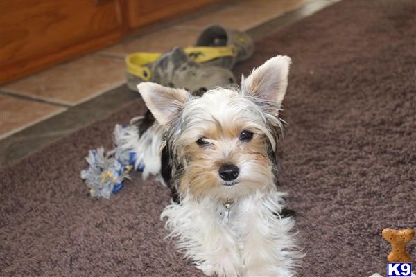 a yorkshire terrier dog sitting on the carpet