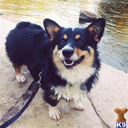 a pembroke welsh corgi dog on a leash